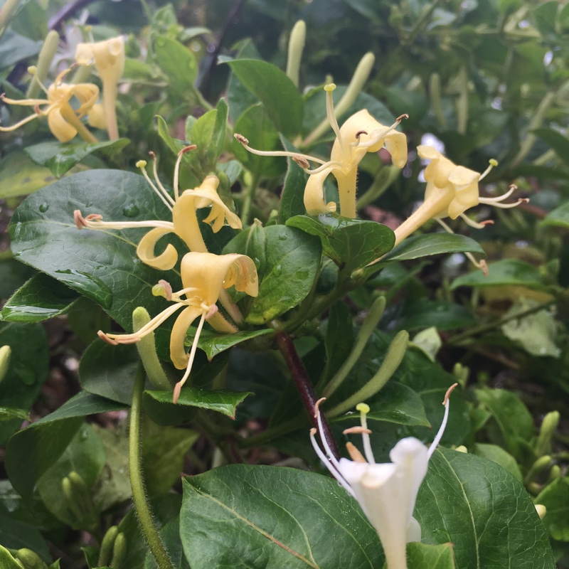 Honeysuckle