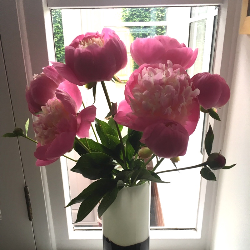 Peony 'Bowl of Beauty' (Herbaceous)