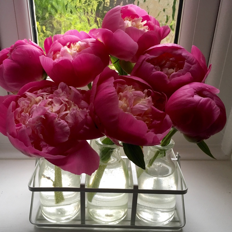 Peony 'Bowl of Beauty' (Herbaceous)