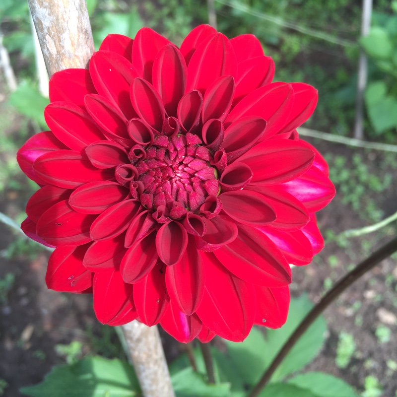 Dahlia 'Karma Choc' (Waterlily)