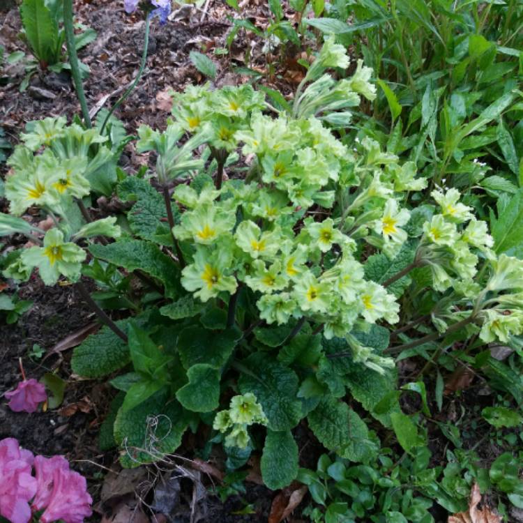 Plant image Primula vulgaris 'Francesca'