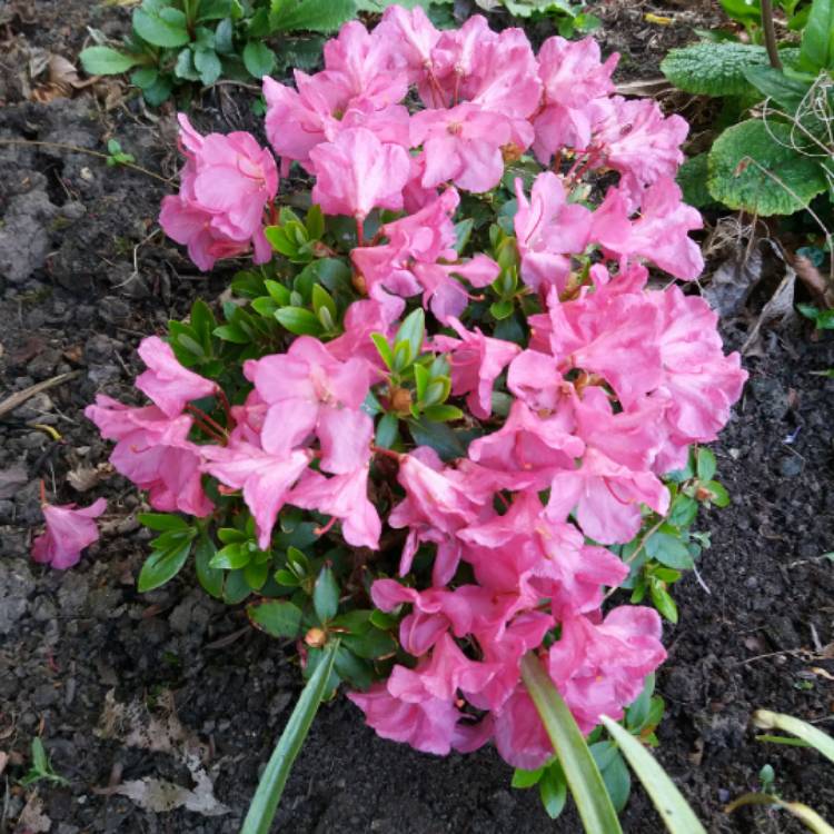 Plant image Rhododendron 'Oban'