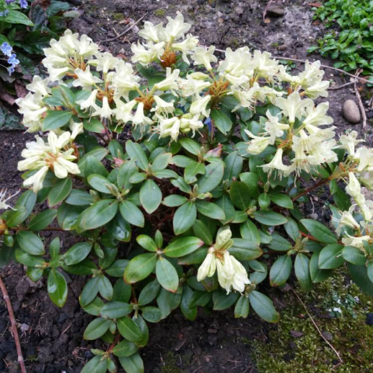 Plant image Rhododendron 'Shamrock'