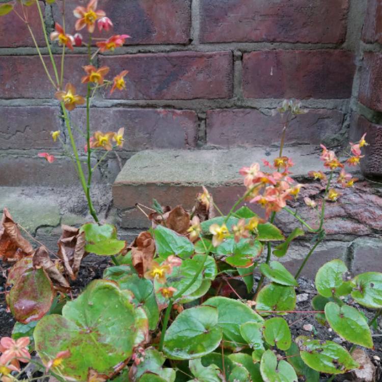 Plant image Epimedium warleyense