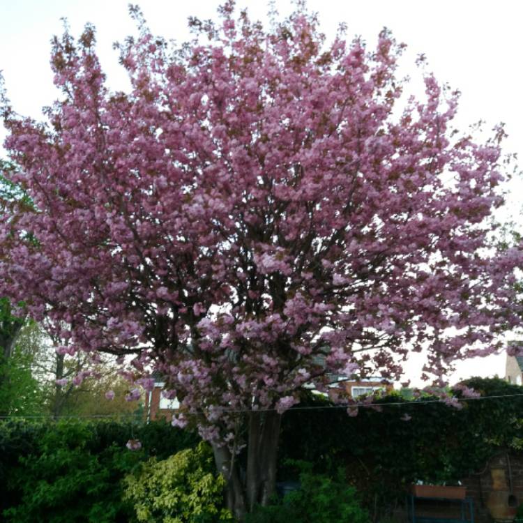 Plant image Prunus 'Kanzan'