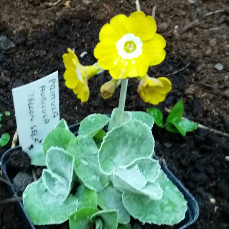 Plant image Primula auricula 'Yellow Self'