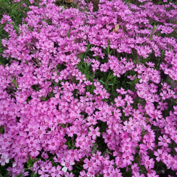 Plant image Phlox 'Zwergenteppich'