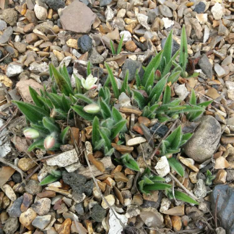 Plant image Rhodohypoxis baurii 'Lily Jean'