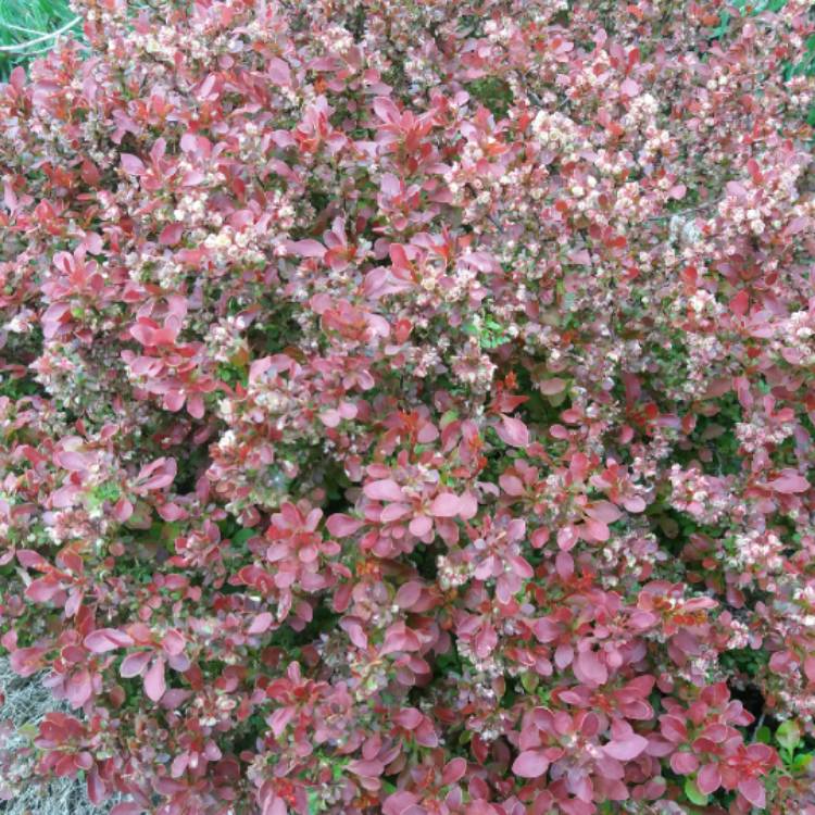 Plant image Berberis thunbergii 'Admiration'