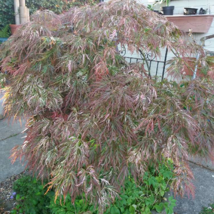 Plant image Acer palmatum 'Toyama-Nishiki' (Dissectum Group) syn. Acer palmatum var. dissectum 'Toyama-Nishiki'