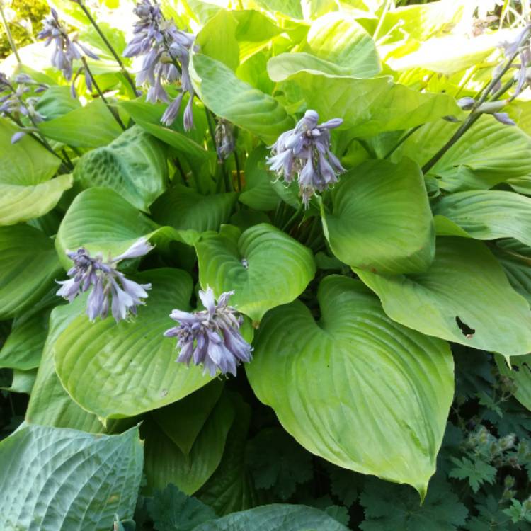 Plant image Hosta 'Sum and Substance'