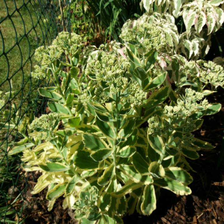 Plant image Hylotelephium Erythrostictum v. Frosty Morn