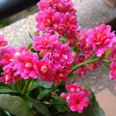 Kalanchoe blossfeldiana Pink Queen