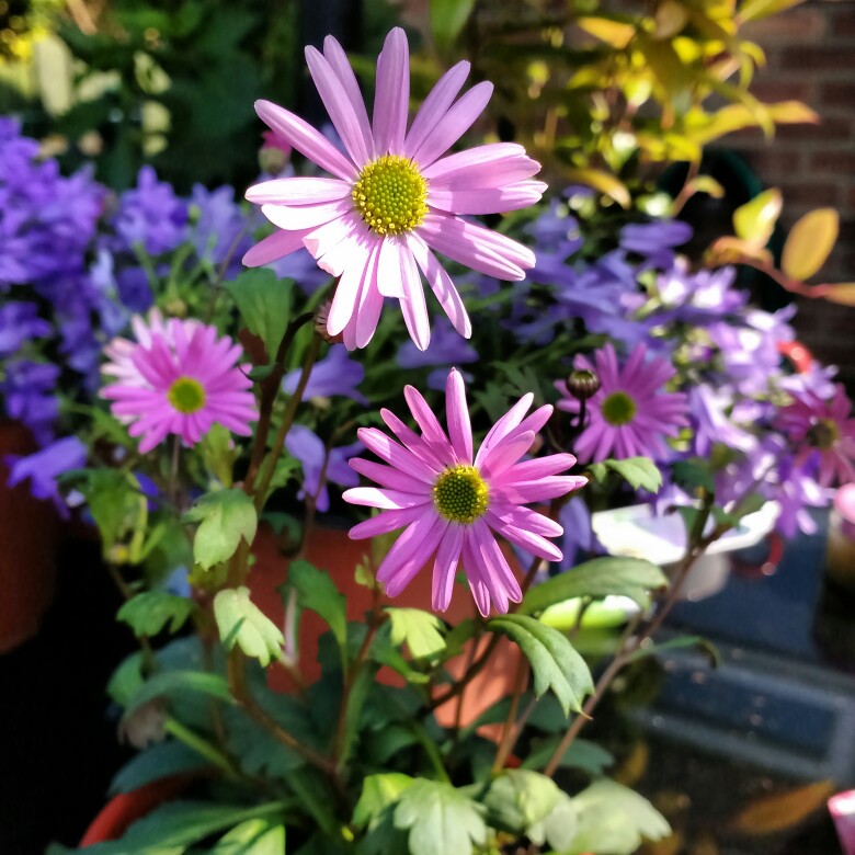 Plant image Brachyscome 'Strawberry Pink'