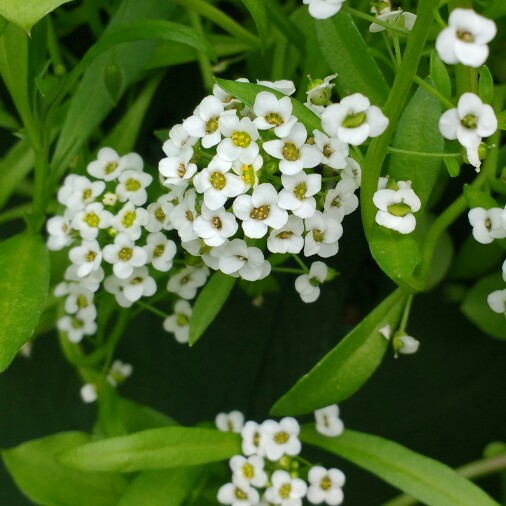 plant image 127884