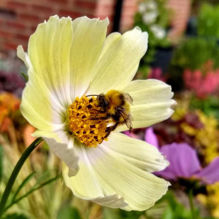 Plant image Cosmos bipinnatus 'Lemonade'