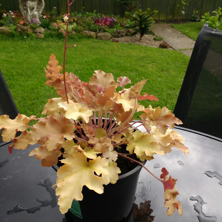 Heuchera 'Marmalade'