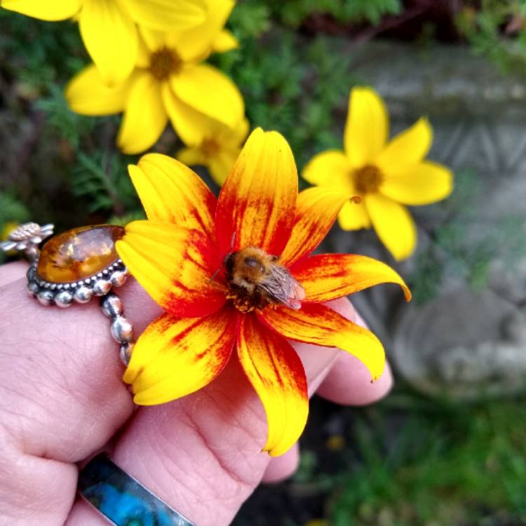 Plant image Bidens 'Bee Dance'