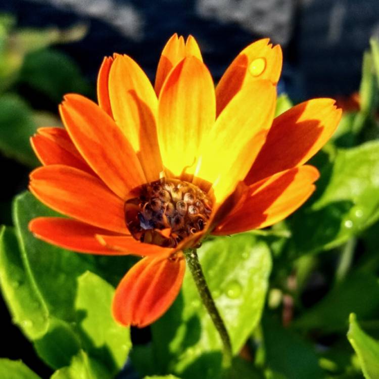 Plant image Osteospermum 'Orange Symphony'