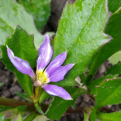 plant image 145173