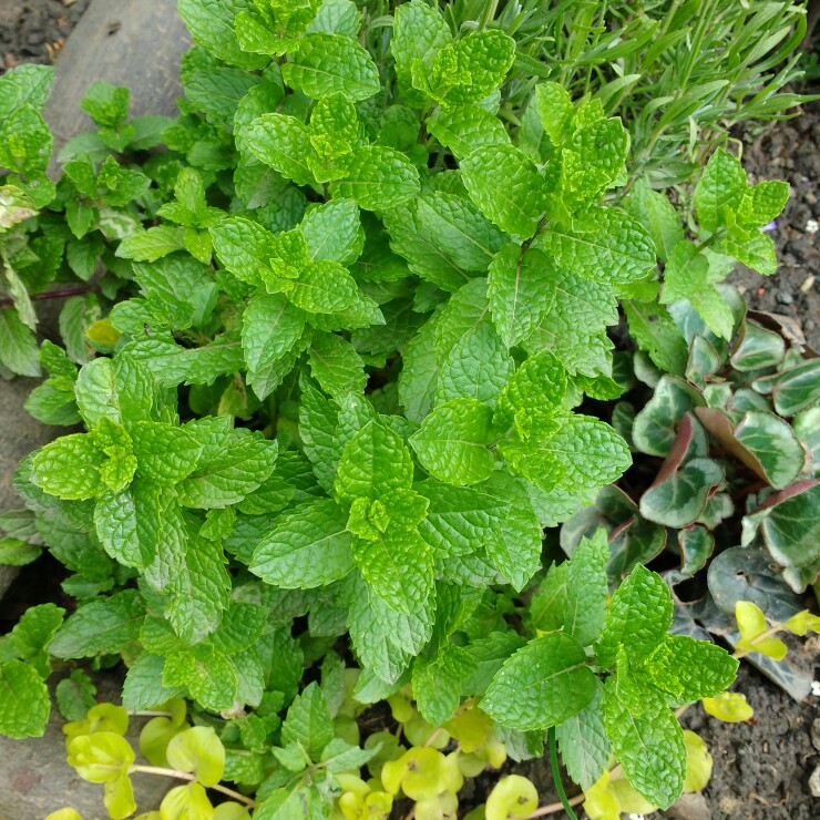 Plant image Mentha spicata var. crispa 'Moroccan'