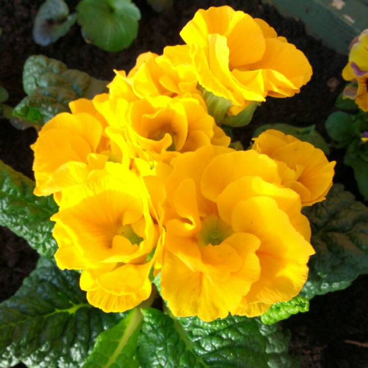 Plant image Primula Vulgaris 'Double Princess'