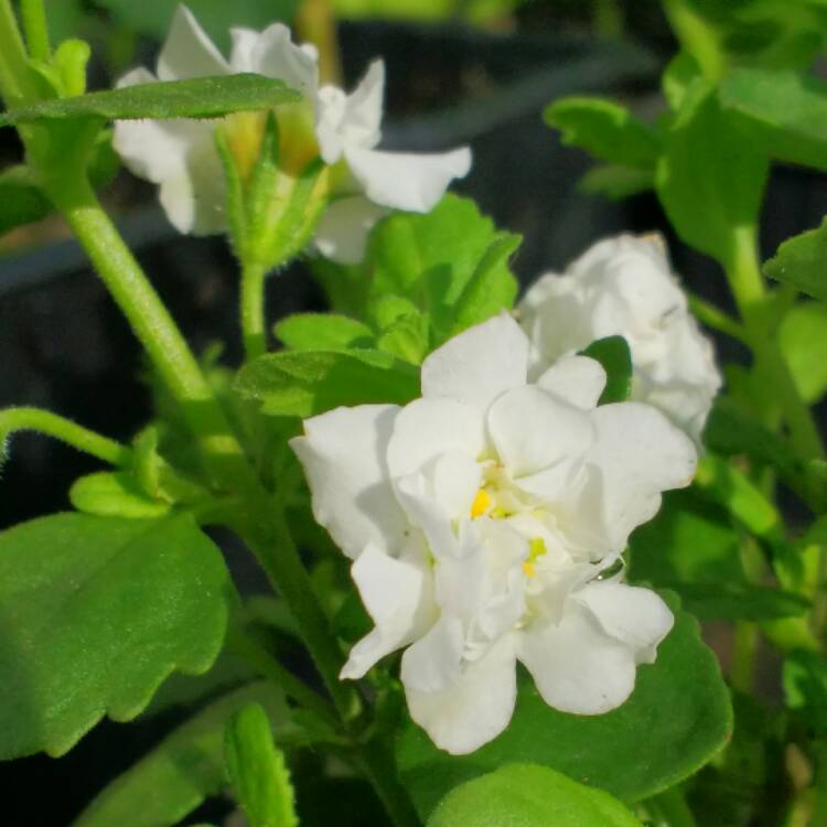 Plant image Bacopa Baristo Double White