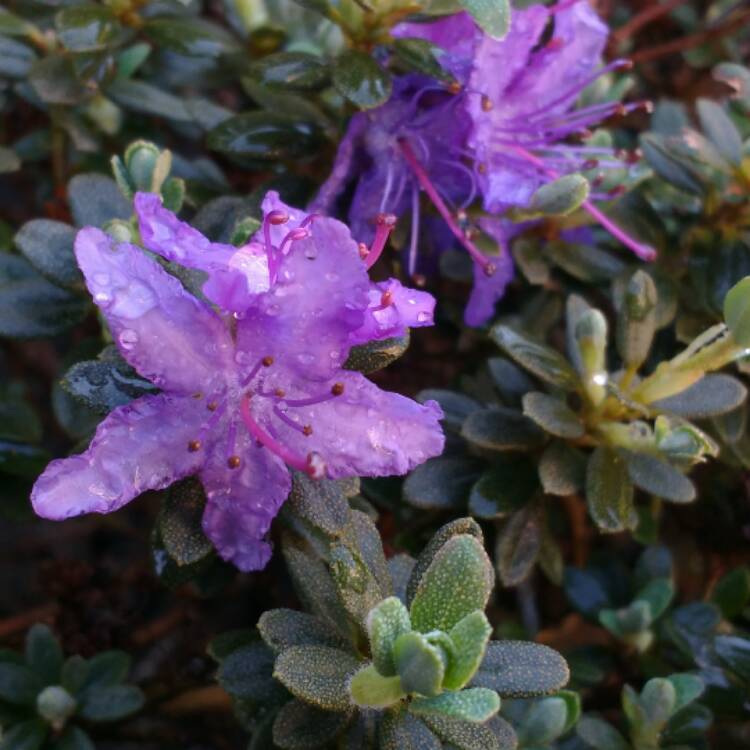 Plant image Rhododendron impeditum