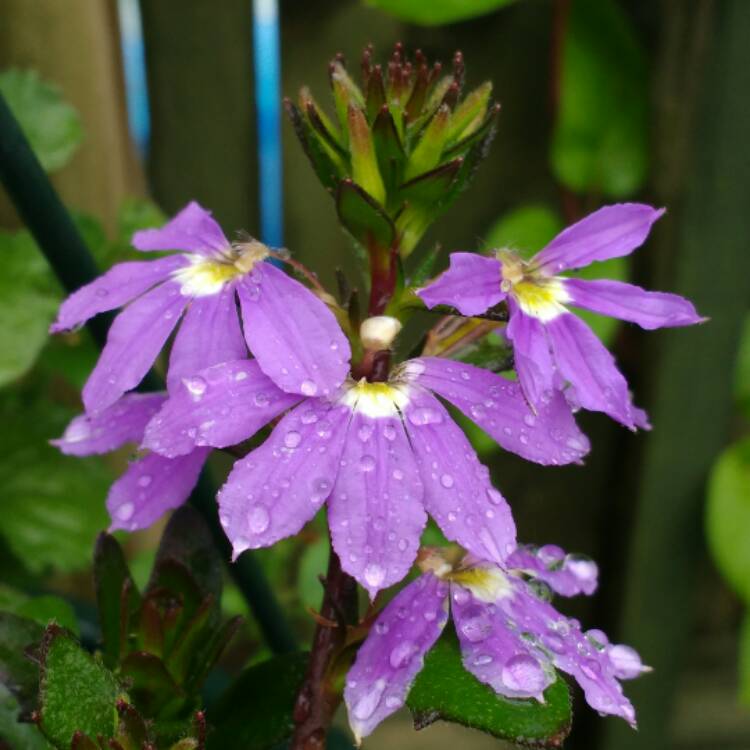 Plant image Scaevola 'Abanico Blue'