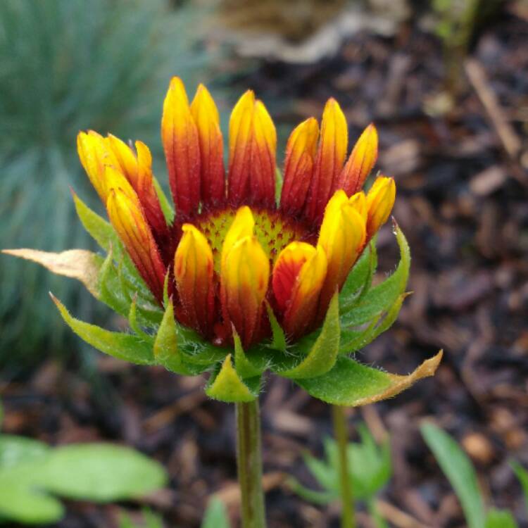 Plant image Gaillardia x grandiflora 'Burgunder' syn. Gaillardia 'Burgunder', Gaillardia x grandiflora 'Burgundy', Gaillardia 'Burgundy'