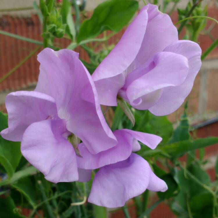 Plant image Lathyrus odoratus 'Fragrantissima' (Mix)