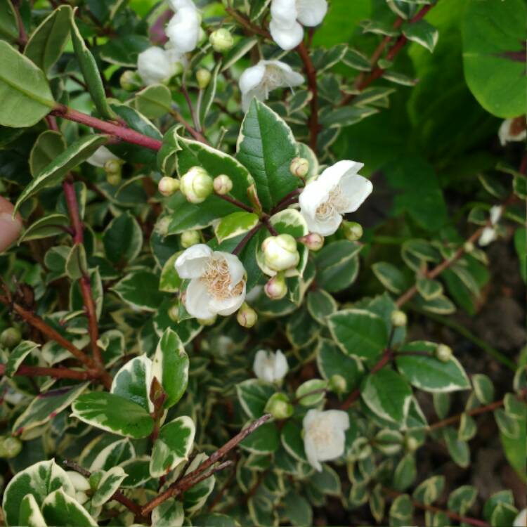 Plant image Myrtus Communis 'Variegatus'