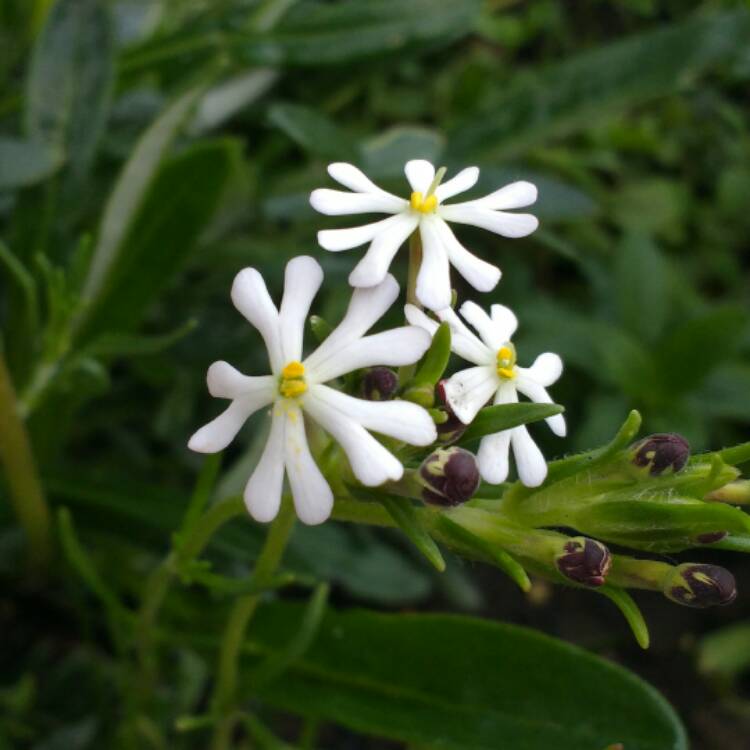 Plant image Zaluzianskya ovata 'Star Balsam'