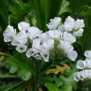 Limonium platyphyllum syn Limonium Latifolium