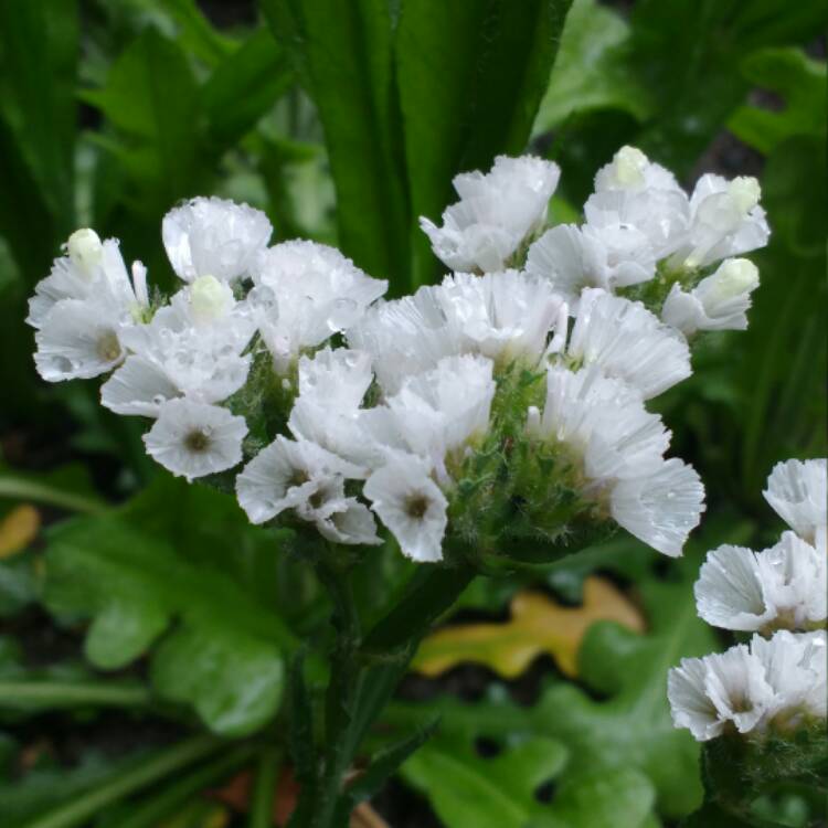 Plant image Limonium platyphyllum syn Limonium Latifolium