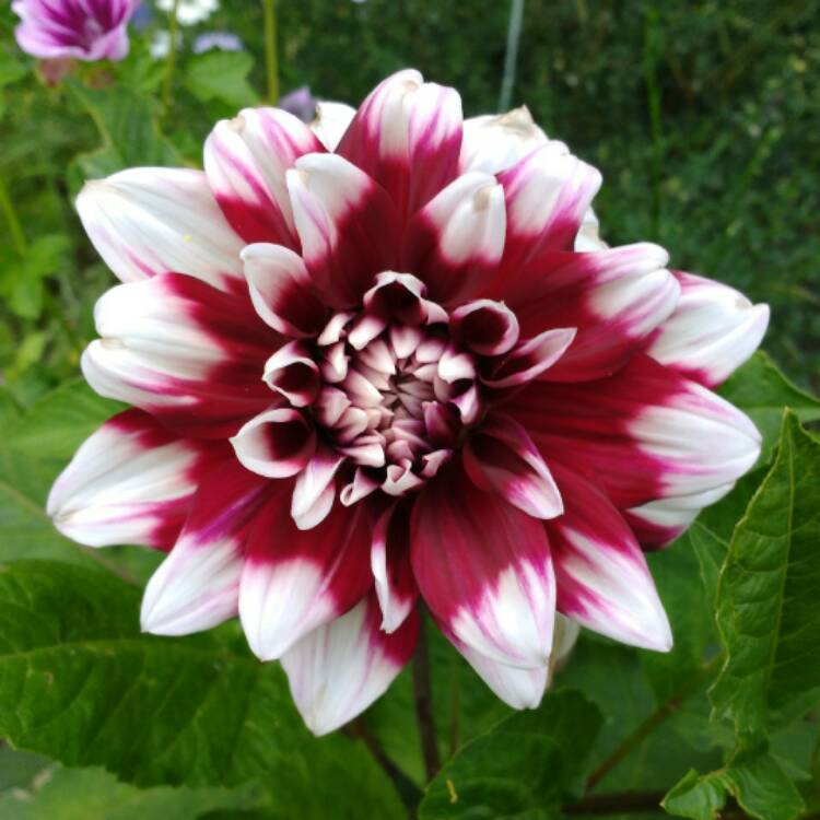 Plant image Dahlia 'Duet'