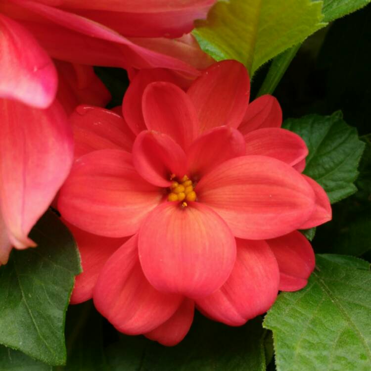 Plant image Dahlia 'Figaro Mixed' (Mix)