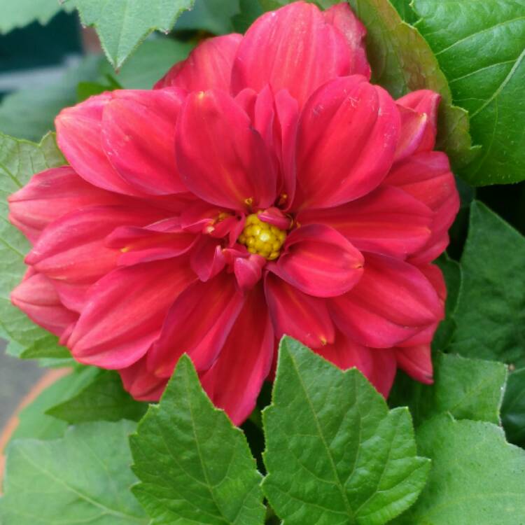 Plant image Dahlia 'Figaro Mixed' (Mix)