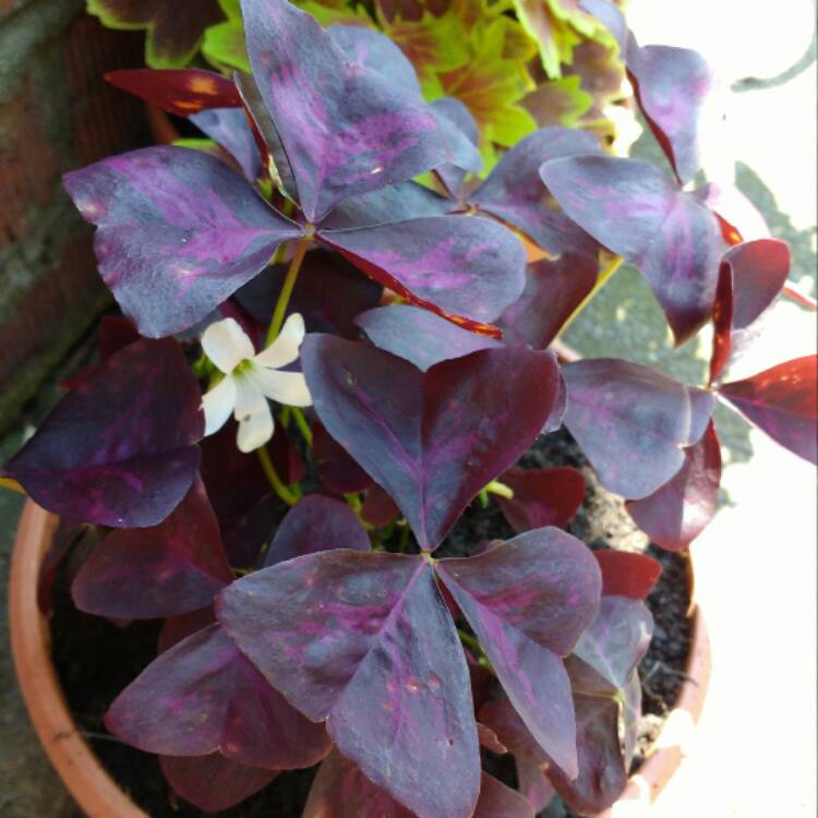 Oxalis triangularis 'JR Oxburwi' (Xalis Series) syn. Oxalis ...