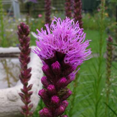 Liatris spicata 'Kobold'