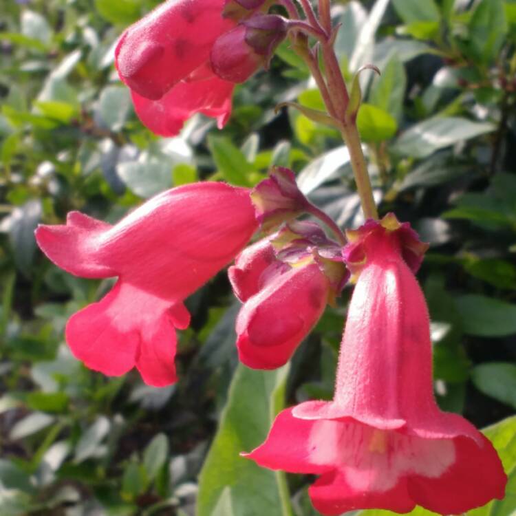 Plant image Penstemon x gloxiniodes 'Bell Tower Red'