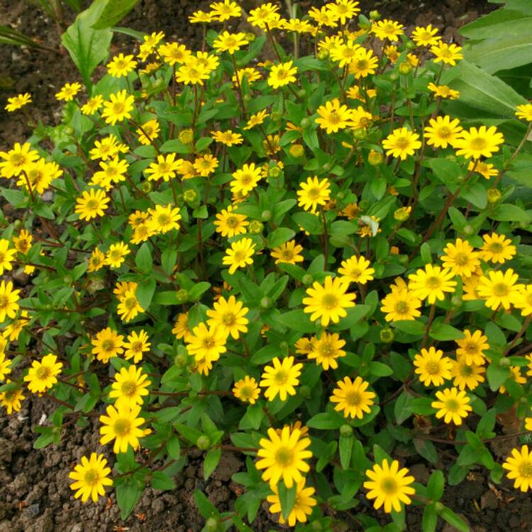 Plant image Sanvitalia procumbens