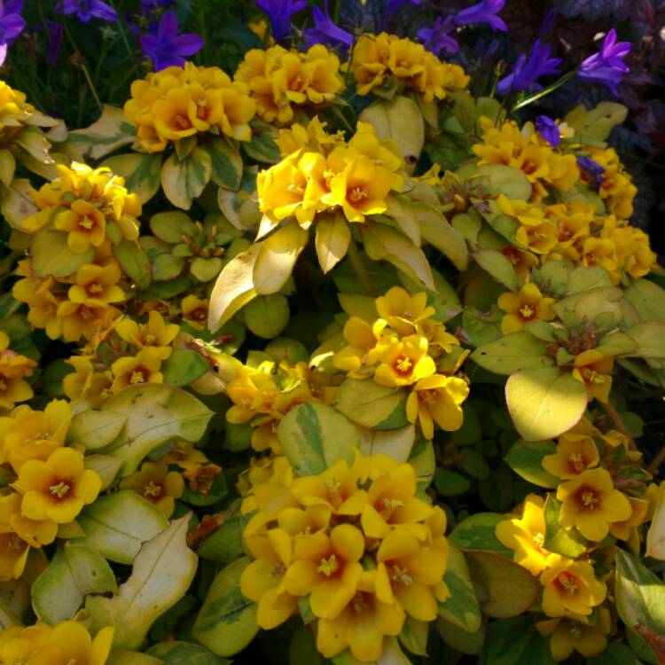 Plant image Lysimachia congestiflora 'Outback Sunset'