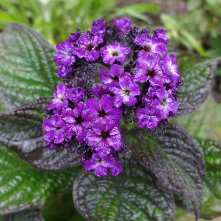 Plant image Heliotropium arborescens 'Marine'