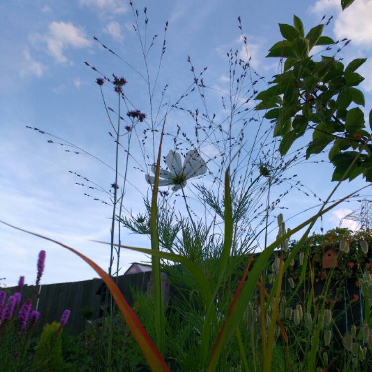 Plant image Panicum virgatum 'Shenandoah'