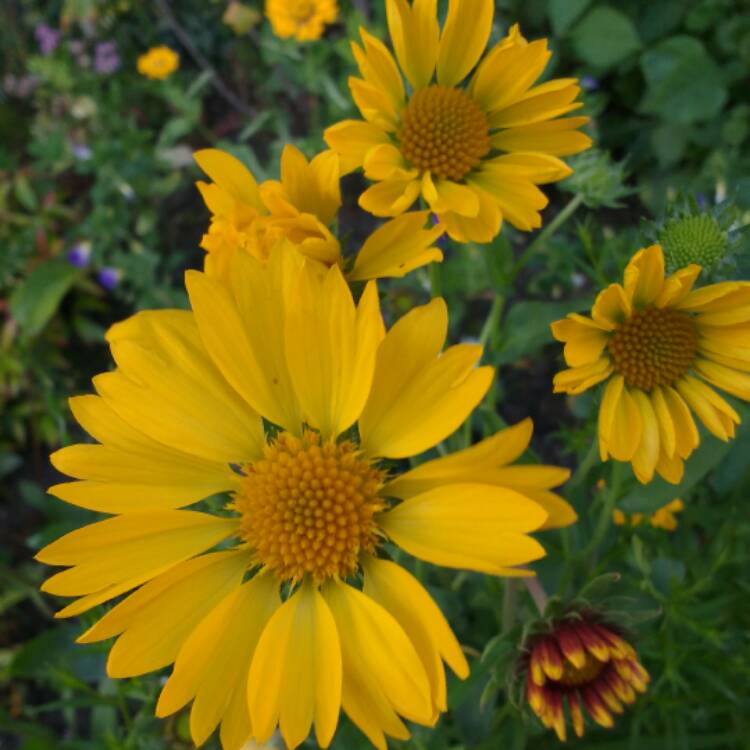 Plant image Gaillardia x grandiflora 'Moxie' syn. Gaillardia 'Moxie'