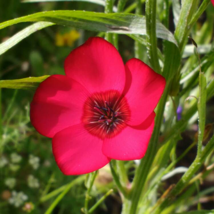 Plant image Linum grandiflorum 'Rubrum'