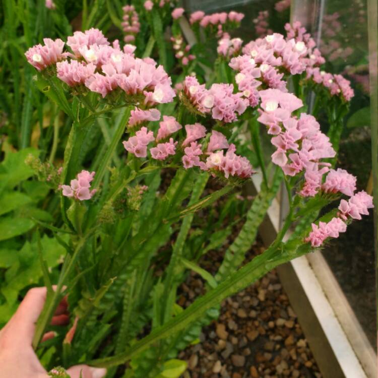 Plant image Limonium platyphyllum syn Limonium Latifolium