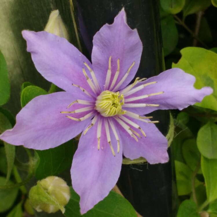 Plant image Clematis viticella 'Justa'