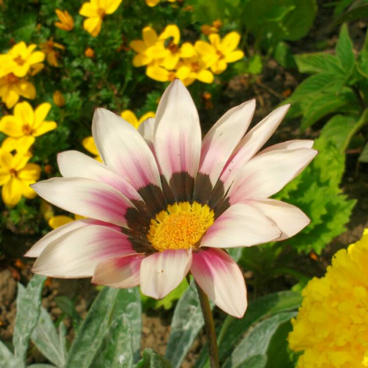 Plant image Gazania rigens 'Purple'